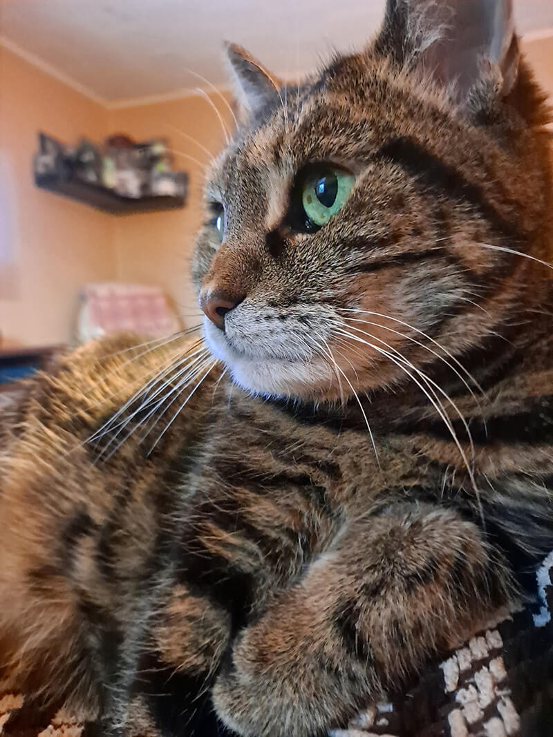 Close up cat
