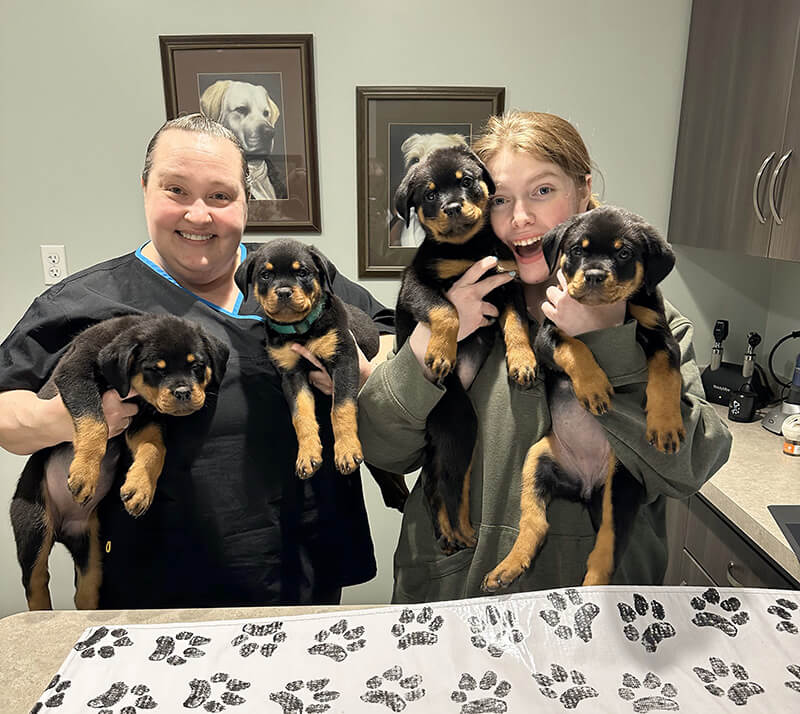 Staff holing 4 puppies in veterinary office
