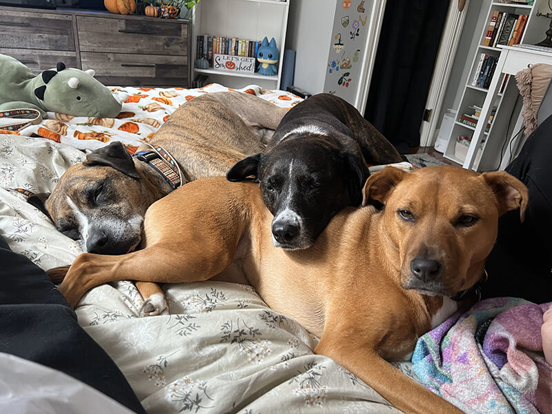 3 dogs sleeping on each other