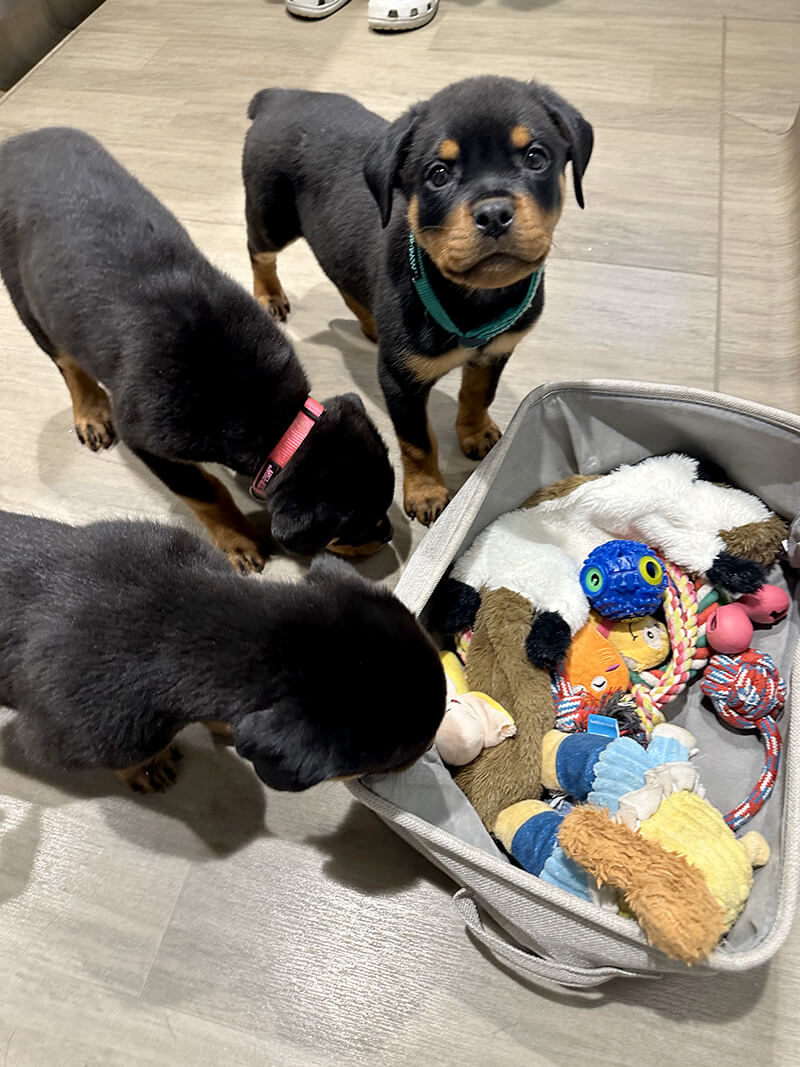 Three puppies by a basket of toys at vet office