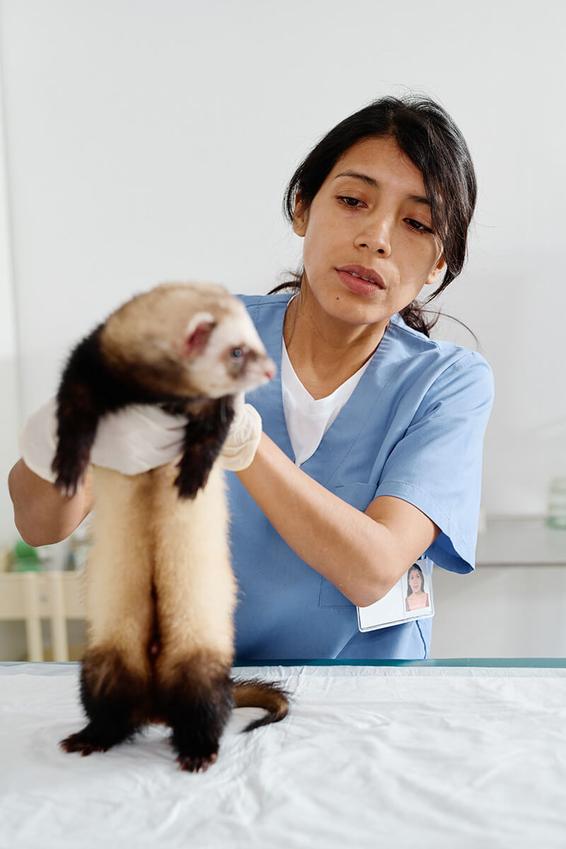 Vet working with a ferret.