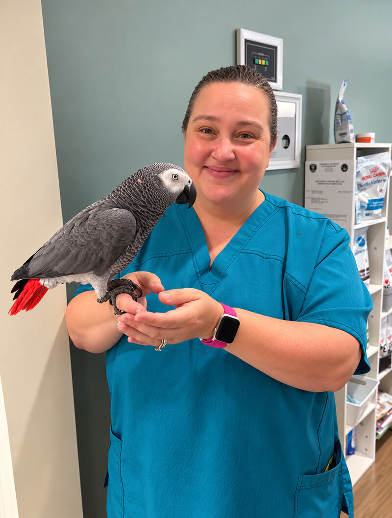 Animal Care Centers technician holding African grey parrot