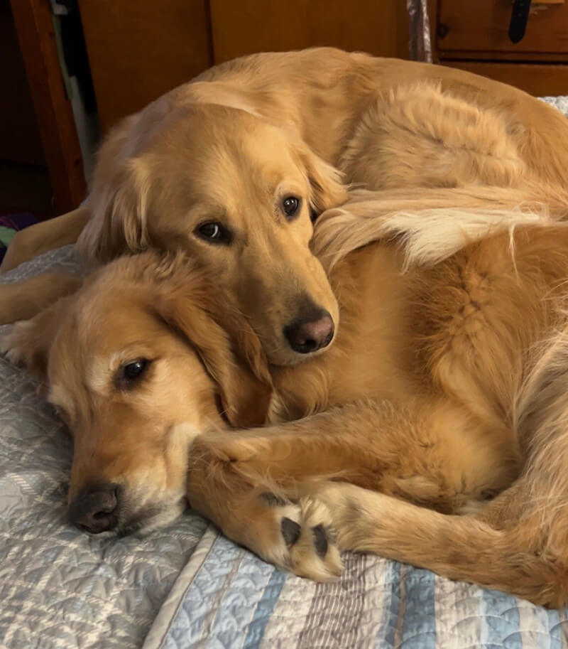 Two golden retrievers at Animal Caren Centers in Flanders NJ